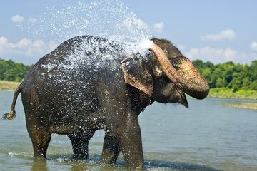 Luxury Chitwan Jungle safari tour