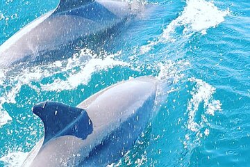 Walk and dolphin watching in Fuengirola + 1 drink