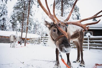 Husky, Reindeer Farm and Santa Village Experience