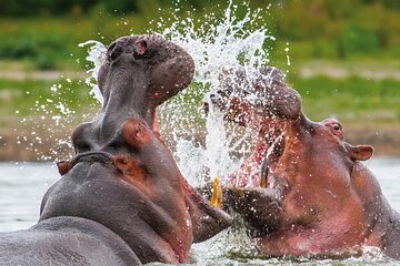 Day Safari Trip to Selous Game Reserve from Zanzibar