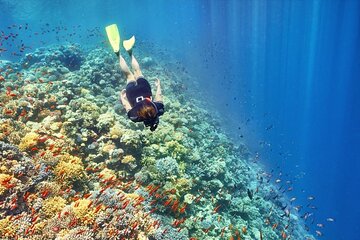 Giftun Island Snorkeling at Hurghada, Red Sea