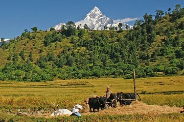 Pokhara: 4 Days Royal Trek with Family