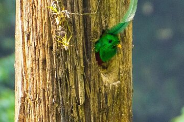 Quetzal Quest Birdwatching Adventure at Rey Tepepul Lookout