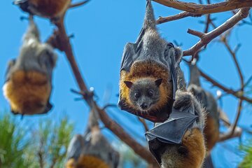 Flying Fox Experience, Thousands of Australia's Largest Bat