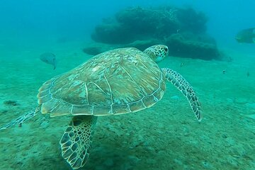 2-Hour Guided Snorkel Tour of Phil Foster Park, Blue Heron Bridge