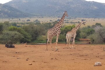 Full day Pilanesberg Safari Tour