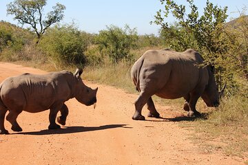  Rhino and Lion Park Safari Tour 