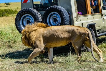 3 Days Private Masai Mara Safari