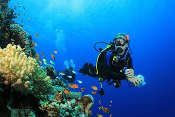Full Day Coral Garden Diving & Snorkeling with Lunch - Marsa Alam