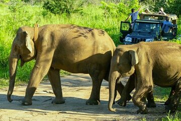All-inclusive Sigiriya Fortress and Wildlife Safari from Colombo
