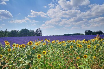 Private fullday Provence Lavender Fields