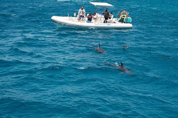 3-Hour Private Speed Boat to Dolphin House from Hurghada 