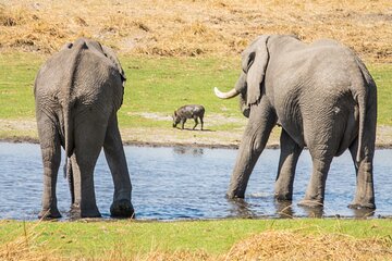 Full Day Private Pilanesberg Open Vehicle Safari 