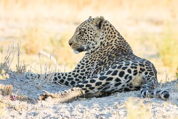 6 Hour Pilanesberg Open Vehicle Game Drive 