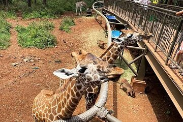 8-Day Private Safari in Kenya and Tanzania Tour