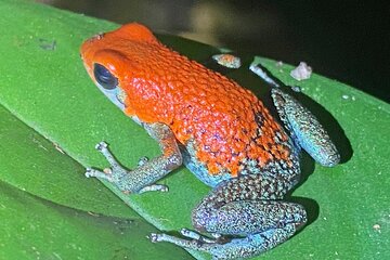 Private Night Walk in the Jungle of Costa Rica