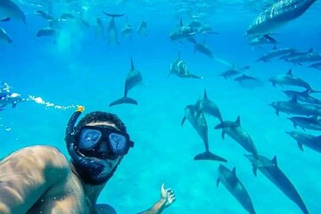 Swimming with Dolphins and Banana Boat Sea Trip Day Experience - Hurghada