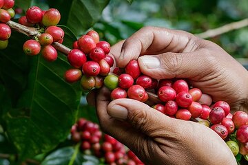 Coffee Lover Immersion