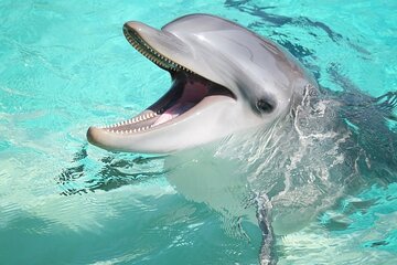 30 Min Swim with the Dolphins with Transfers - Sharm El Sheikh