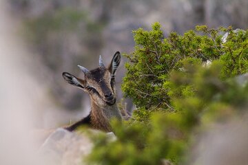 Full-Day Private Samaria National Park Hiking Experience