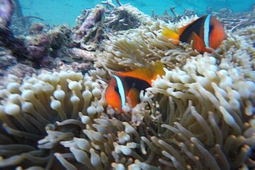 Full Day Private Snorkeling and East Bali