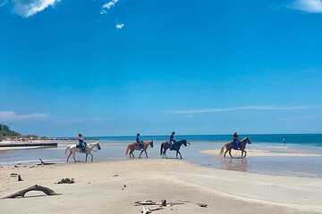 Guided Horseback Riding on The Pristine Waters of Miami Florida