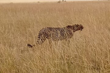 3 Days Safari to Amboseli National Park starting from Nairobi