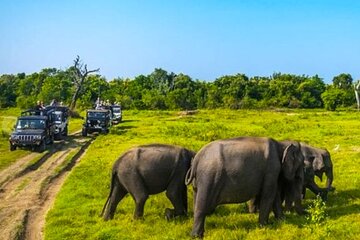 All-inclusive Polonnaruwa city tour and wild safari from Colombo