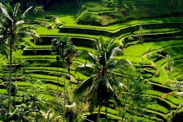 Full Day Ubud Tour Visit Waterfall, Monkey Forest, Rice Terrace