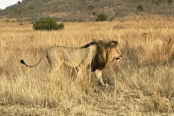 Pilanesberg National Park Tour