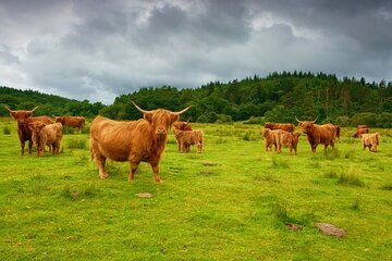 Highlights of Scotland Custom Private Tour With Scottish Local