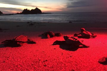 Baby Turtle Release, Night Walk, from Dreams Las Mareas, El Jobo