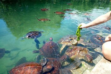 Zanzibar Natural Aquarium and Sun set Cruise at Nungwi Beach 