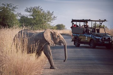 Game Drive in Zimbabwe