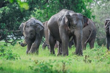 Minneriya safari From Sigiriya Hotels (Jeep Only)