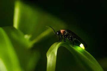 Firefly Kuala Selangor Tour Include Boat Ride & Seafood Dinner