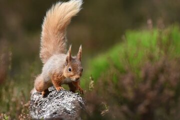 Cairngorms; Highest Mountains, Bonnie Lochs & Ancient Forests