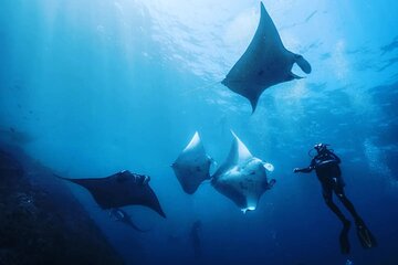 Diving with Manta Ray at Nusa Penida