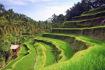 Ubud Tour - Best of Ubud - All Inclusive