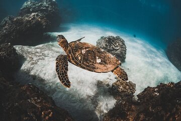 Half-Day Deluxe Molokini Snorkel Excursion in Maui