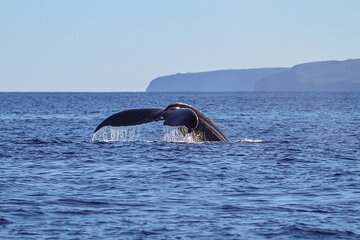 Luxury Catamaran Whale Watch Sail in Maui