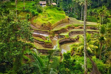 Private Tour Best of Ubud