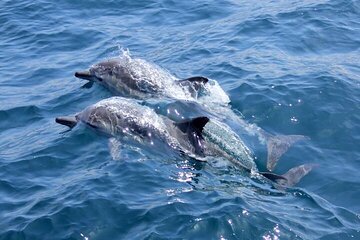 Dolphin house: Full-Day Trip by boat in Hurghada