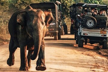Day Excursions to Udawalawe From Galle (Transfer only)