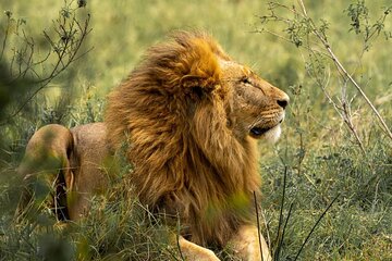 7 Days Simba Luxury Adventure Safari with Transfer