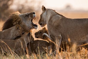 13 Days and 12 Nights Tour in Kenya and Tanzania Safari