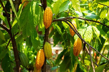 Full Day Private Tour in Cahuita & Bribri 