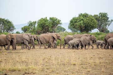 8-Day Private Uganda Big 5 Luxury Safari with Gorillas and Chimps