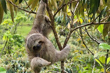 Sloths, Rio Celestes & Rainforest with Lunch, Full Day Tour