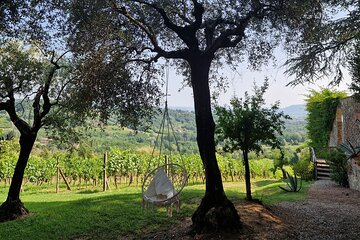 Wine Tour in the Countryside of Lucca with Lunch - with Minivan